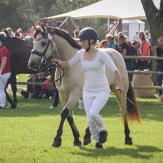 Connemara Klintlys Macoy •AFLIVET•