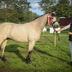 Connemara Klintlys Macoy •AFLIVET•