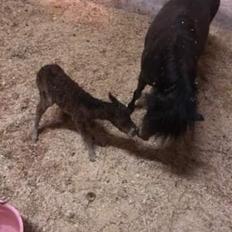 Dansk Miniature Madison Avenue