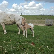 Knabstrupper Bakkehøj's Butterfly