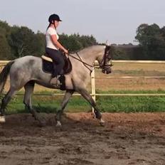 Lusitano Legendarich