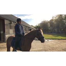 Anden særlig race Antos Bonus