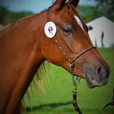 Arabisk fuldblod (OX) Hh unik touch of khiara ox