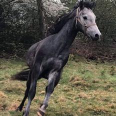 Welsh Pony (sec B) Bjerregårds Adagio
