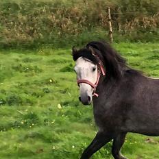 Welsh Pony (sec B) Bjerregårds Adagio