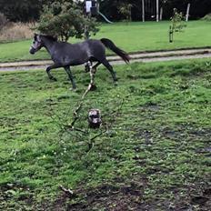 Welsh Pony (sec B) Bjerregårds Adagio