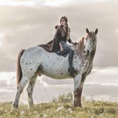 Anden særlig race Caspian (Kalle)