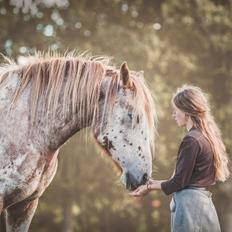 Anden særlig race Caspian (Kalle)