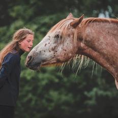 Anden særlig race Caspian (Kalle)