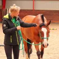 New Forest Feldholm's ronaldo
