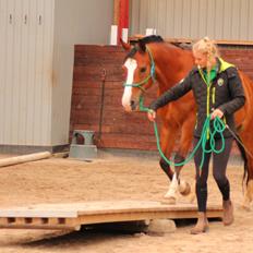 New Forest Feldholm's ronaldo