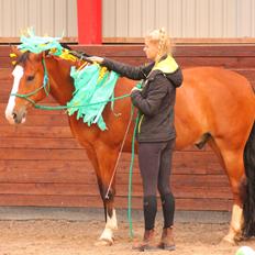 New Forest Feldholm's ronaldo