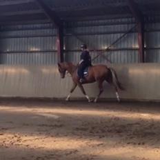 Anden særlig race Mio