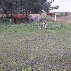 Tysk Sportspony Bomgaardens Design