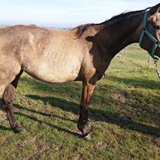 Trakehner Perfect By KMH R:I:P