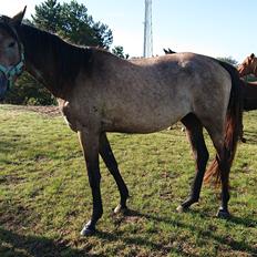 Trakehner Perfect By KMH R:I:P