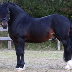 Welsh Cob (sec D) Glancerdin Macs - solgt