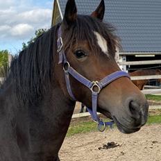 Welsh Cob (sec D) Trevallion Lulu - RIP