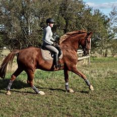 Dansk Varmblod Sølbech's romeo