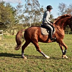 Dansk Varmblod Sølbech's romeo