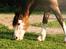 Welsh Cob (sec D) Bøgehøj's Miss Jardore