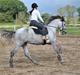 Lusitano Legendarich