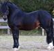 Welsh Cob (sec D) Glancerdin Macs - solgt