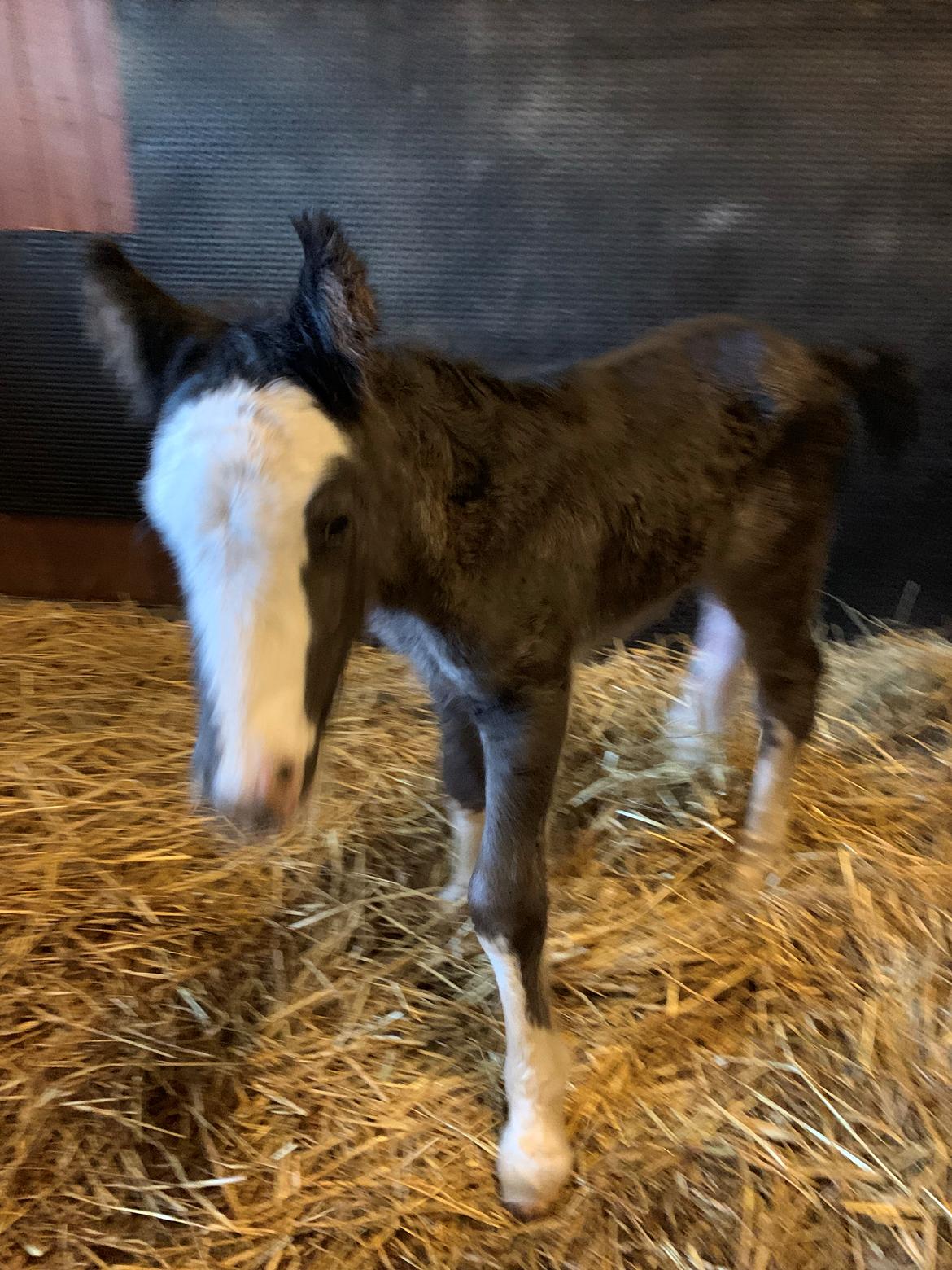 Irish Cob Lærkegaarden's Mr. Morgan * Solgt * billede 12