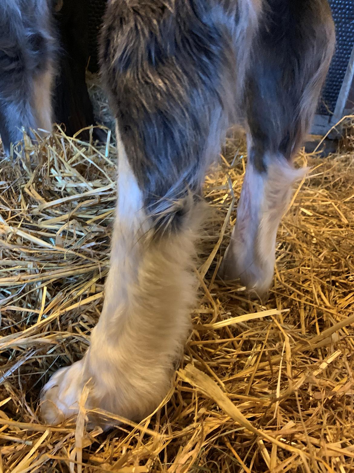 Irish Cob Lærkegaarden's Mr. Morgan * Solgt * billede 13