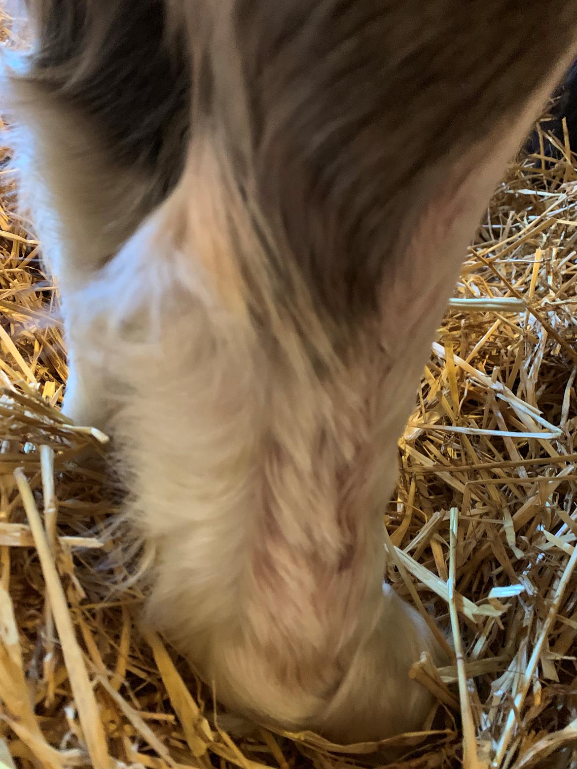 Irish Cob Lærkegaarden's Mr. Morgan * Solgt * billede 16