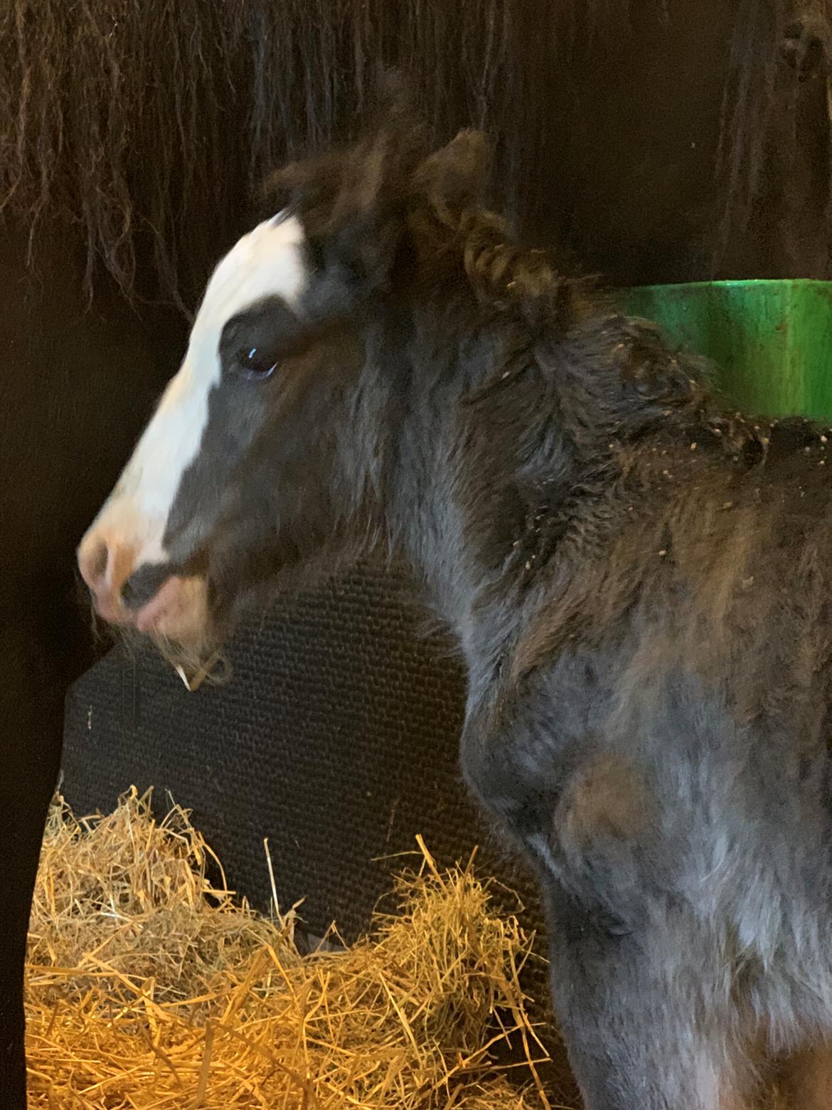 Irish Cob Lærkegaarden's Mr. Morgan * Solgt * billede 18