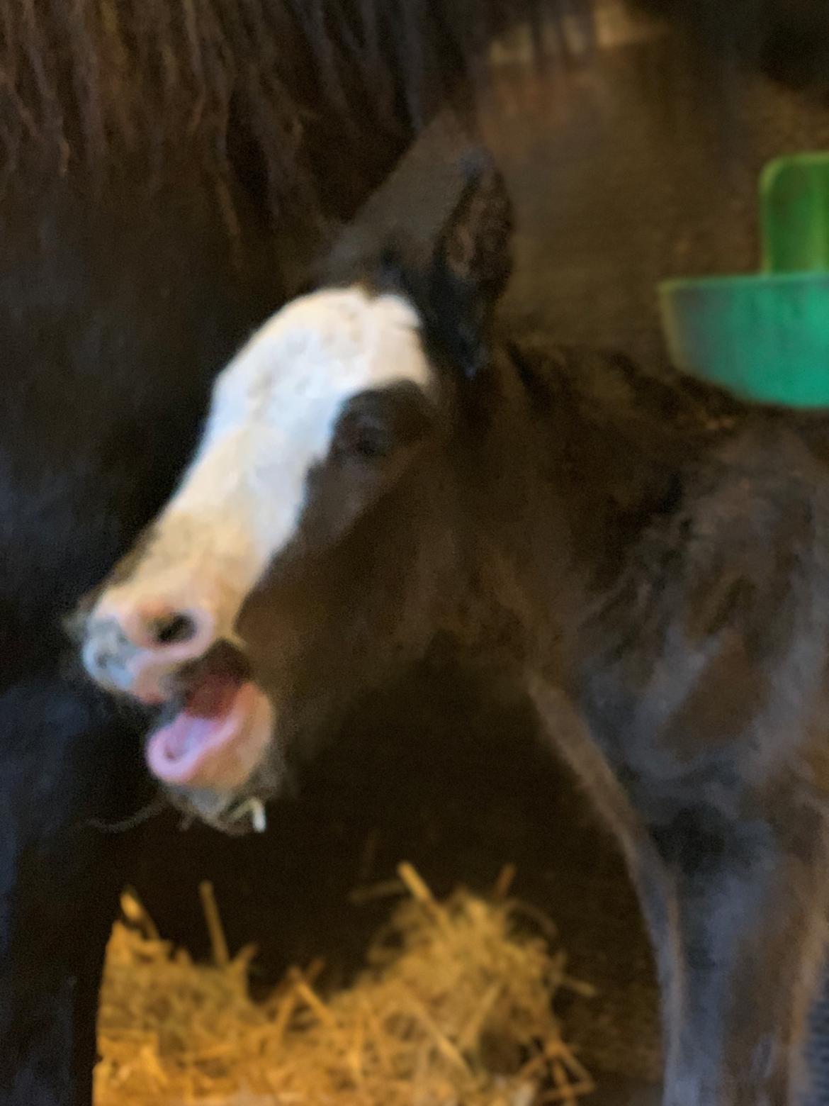 Irish Cob Lærkegaarden's Mr. Morgan * Solgt * billede 19