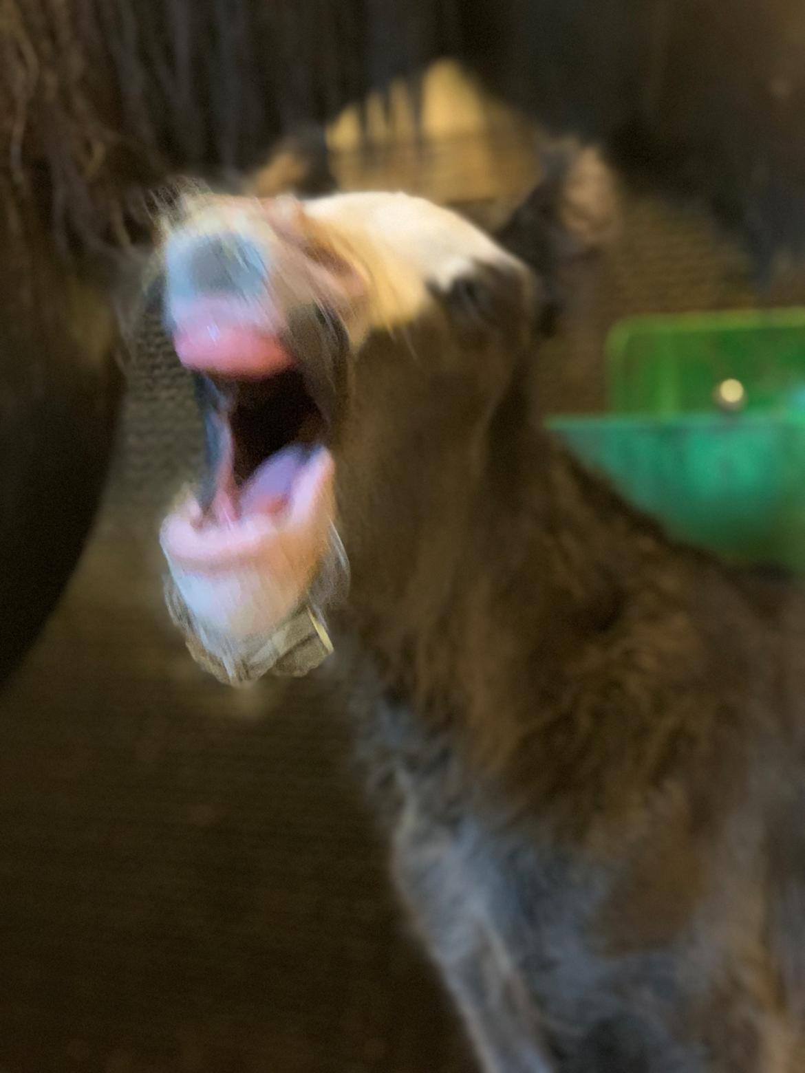 Irish Cob Lærkegaarden's Mr. Morgan * Solgt * billede 20