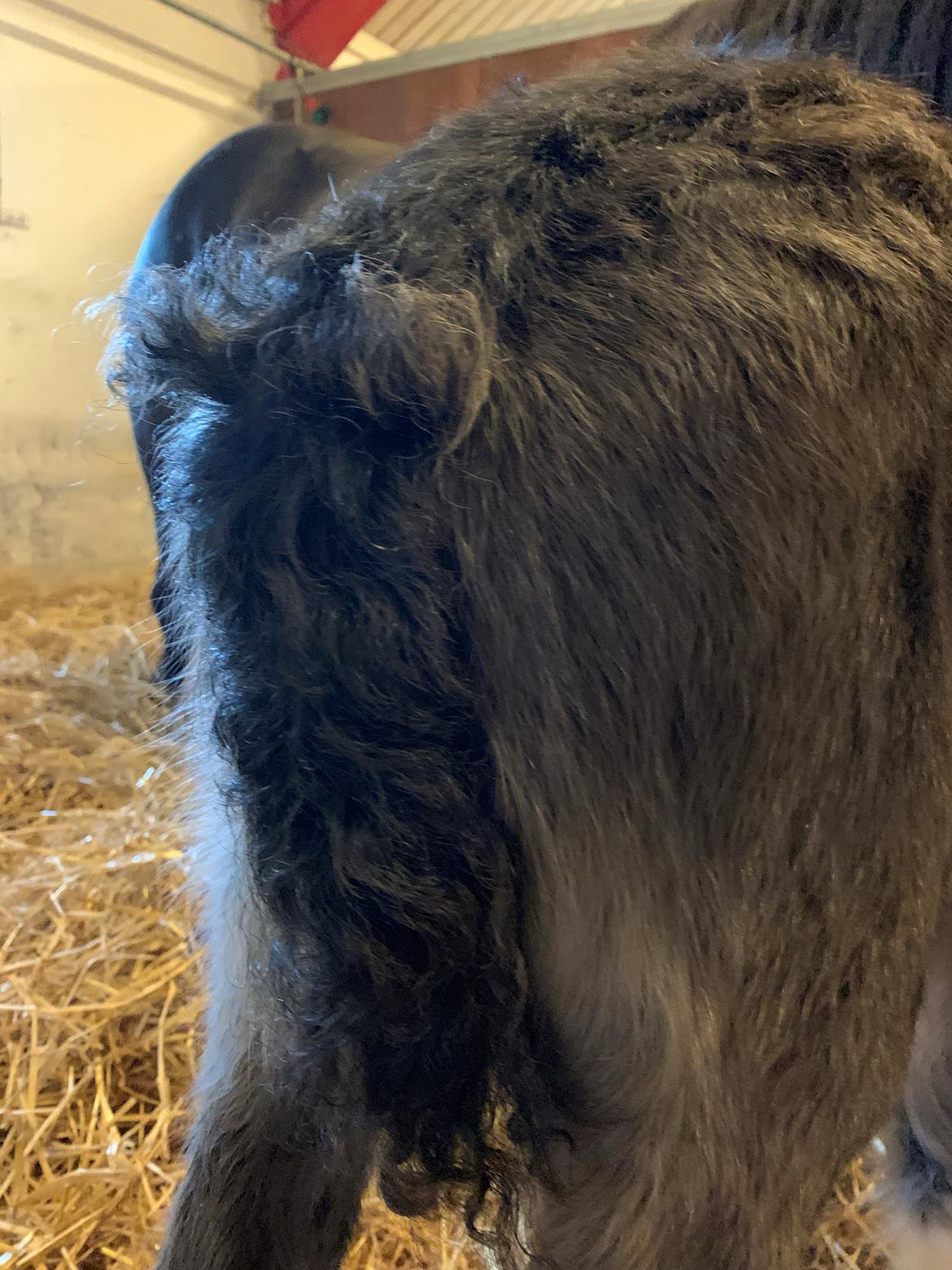 Irish Cob Lærkegaarden's Mr. Morgan * Solgt * billede 17