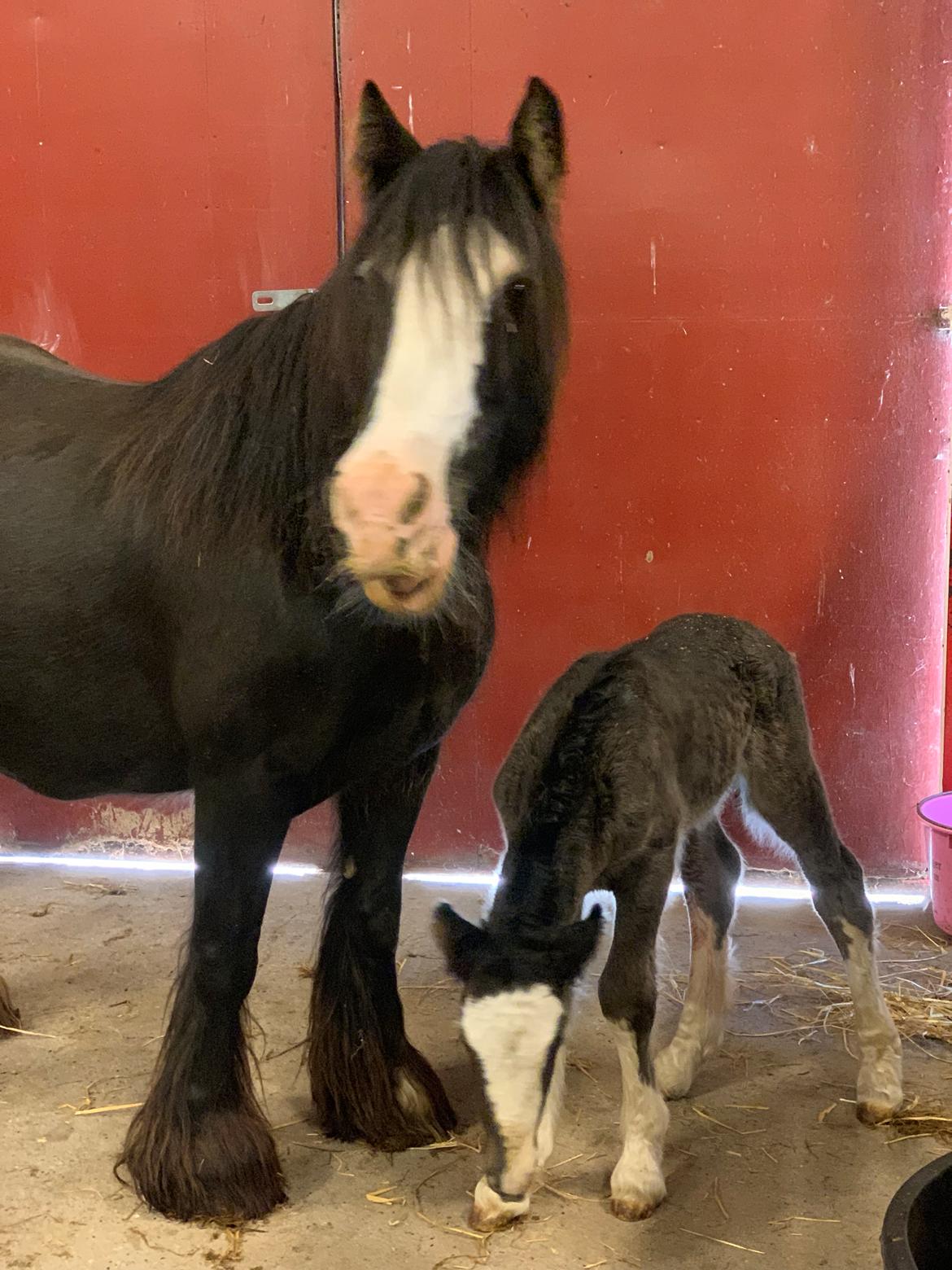 Irish Cob Lærkegaarden's Mr. Morgan * Solgt * billede 21