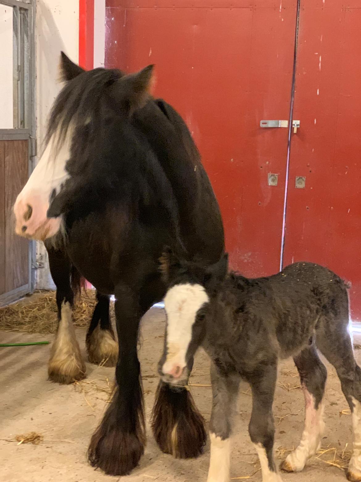 Irish Cob Lærkegaarden's Mr. Morgan * Solgt * billede 22