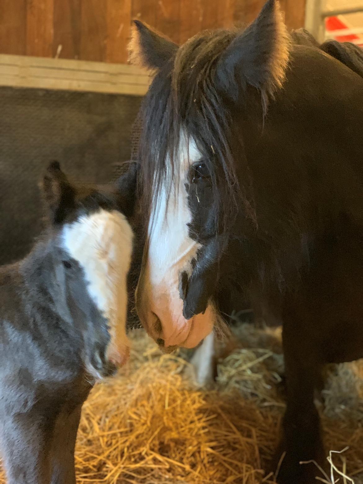Irish Cob Lærkegaarden's Mr. Morgan * Solgt * billede 25