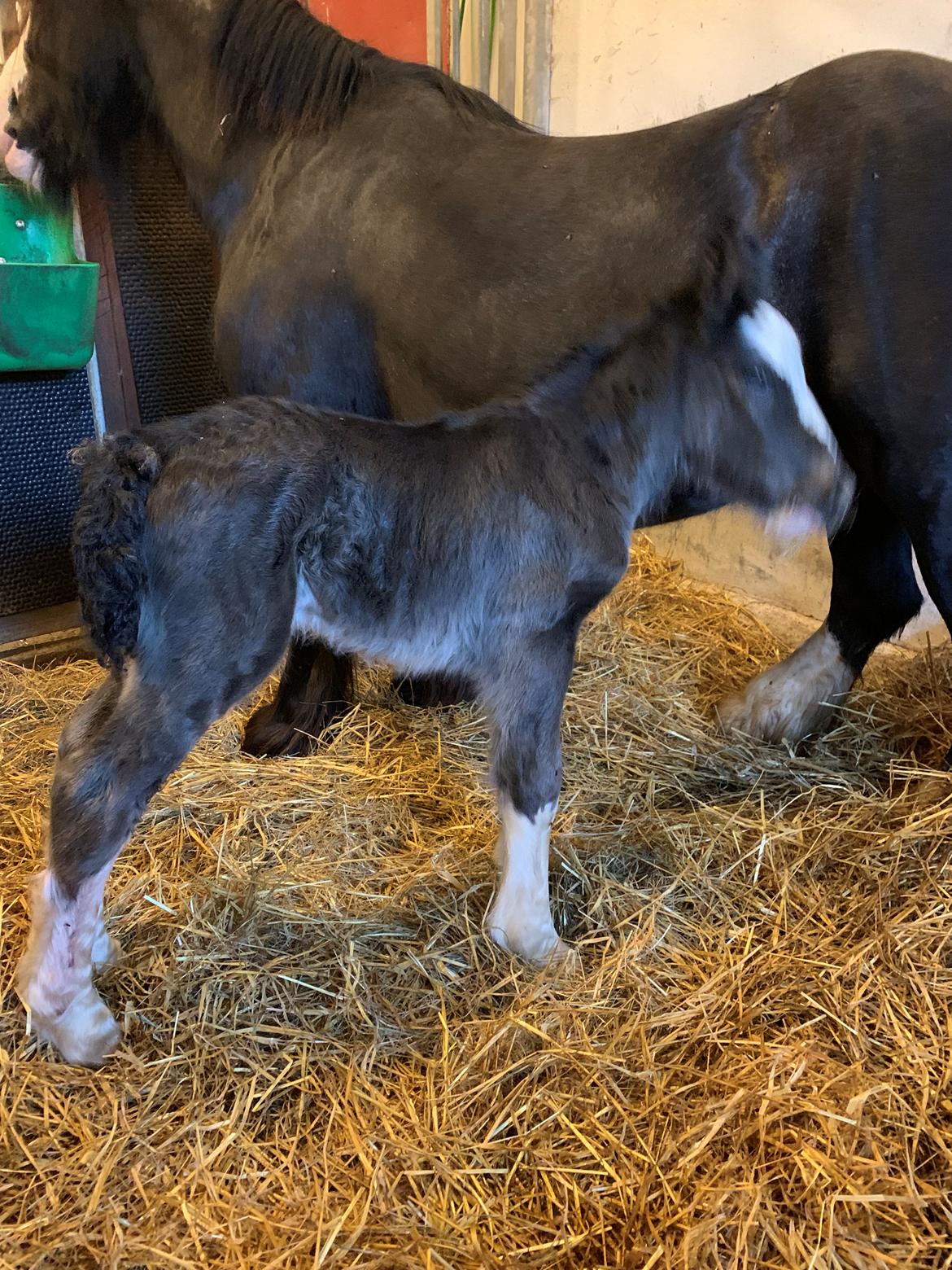 Irish Cob Lærkegaarden's Mr. Morgan * Solgt * billede 24