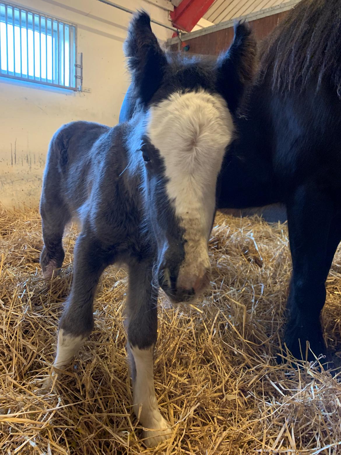 Irish Cob Lærkegaarden's Mr. Morgan * Solgt * billede 26