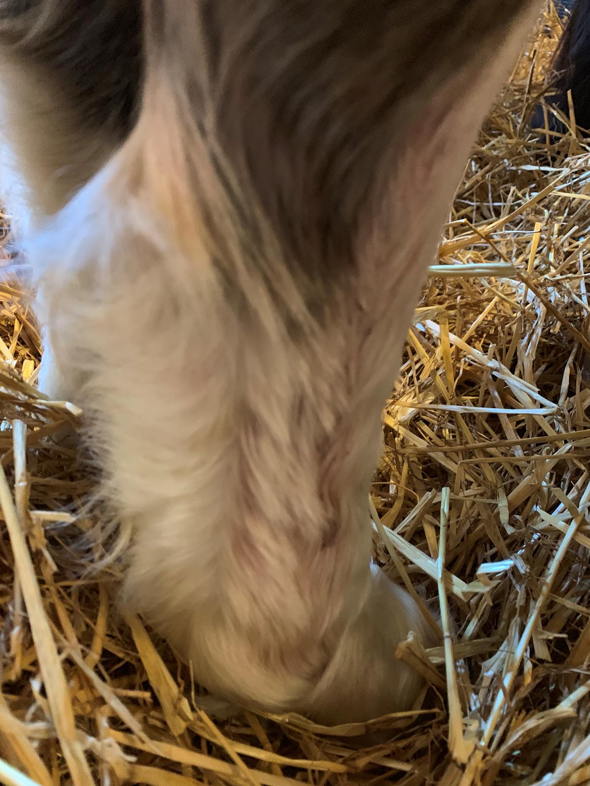 Irish Cob Lærkegaarden's Mr. Morgan * Solgt * billede 27