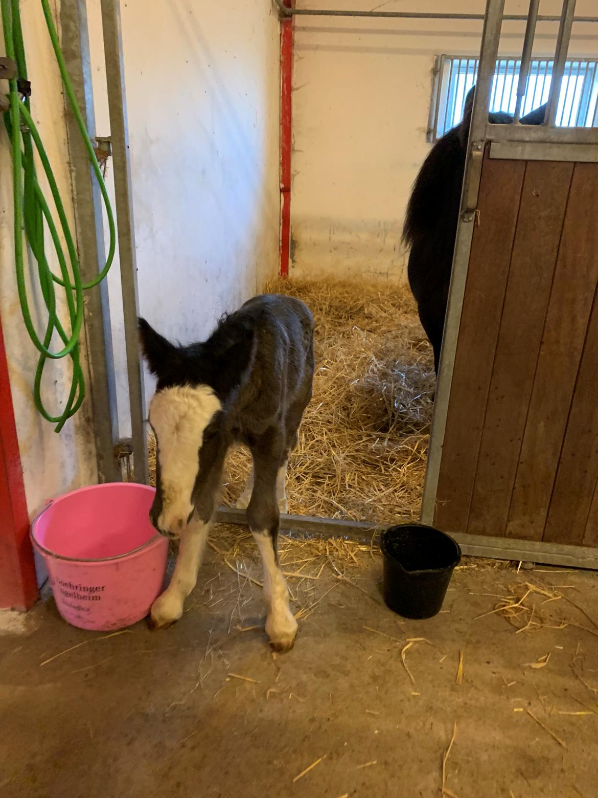 Irish Cob Lærkegaarden's Mr. Morgan * Solgt * billede 30