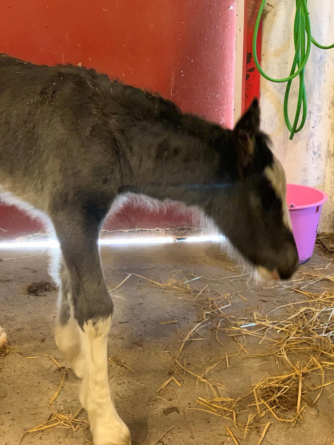 Irish Cob Lærkegaarden's Mr. Morgan * Solgt * billede 32