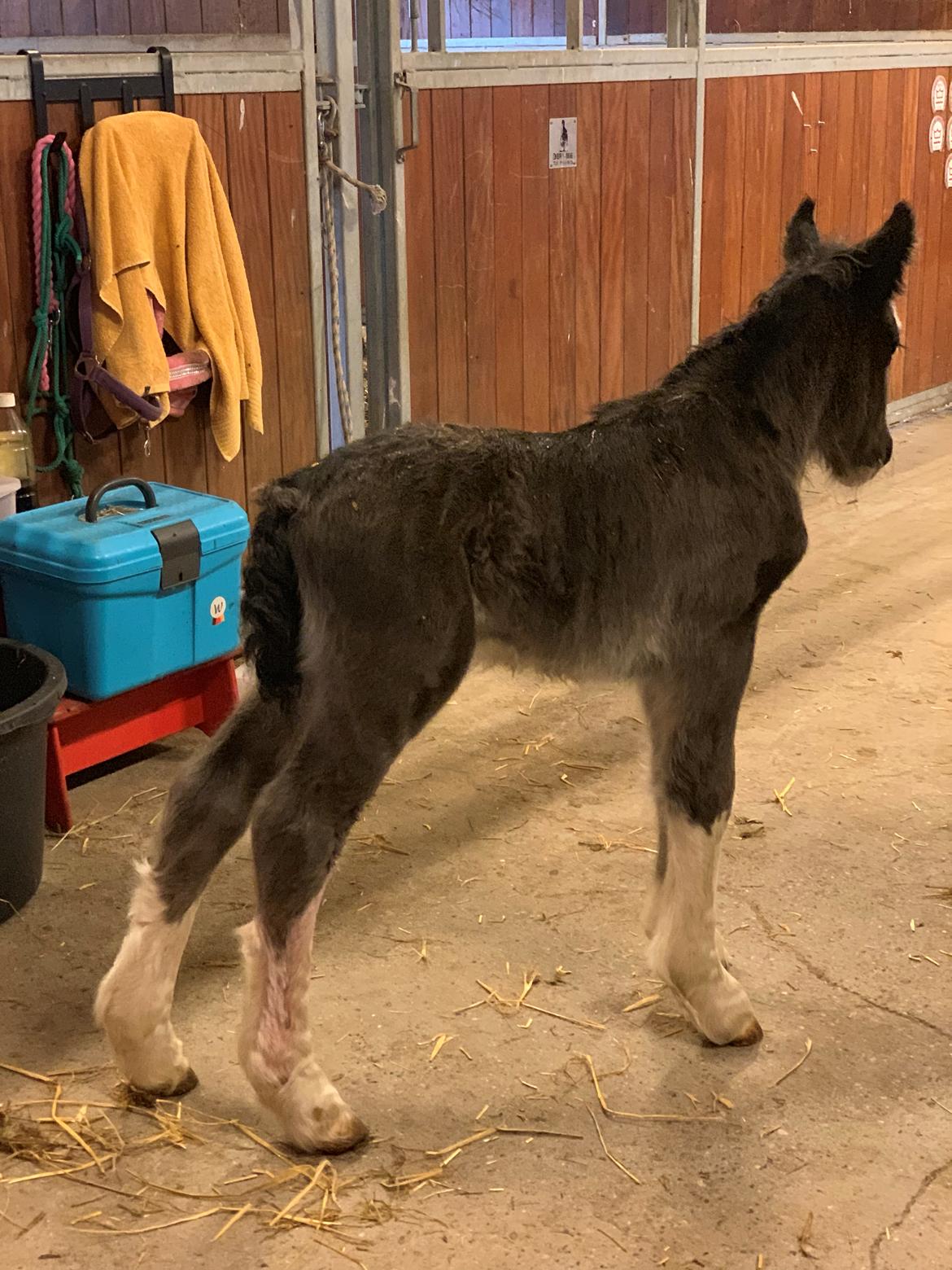 Irish Cob Lærkegaarden's Mr. Morgan * Solgt * billede 33
