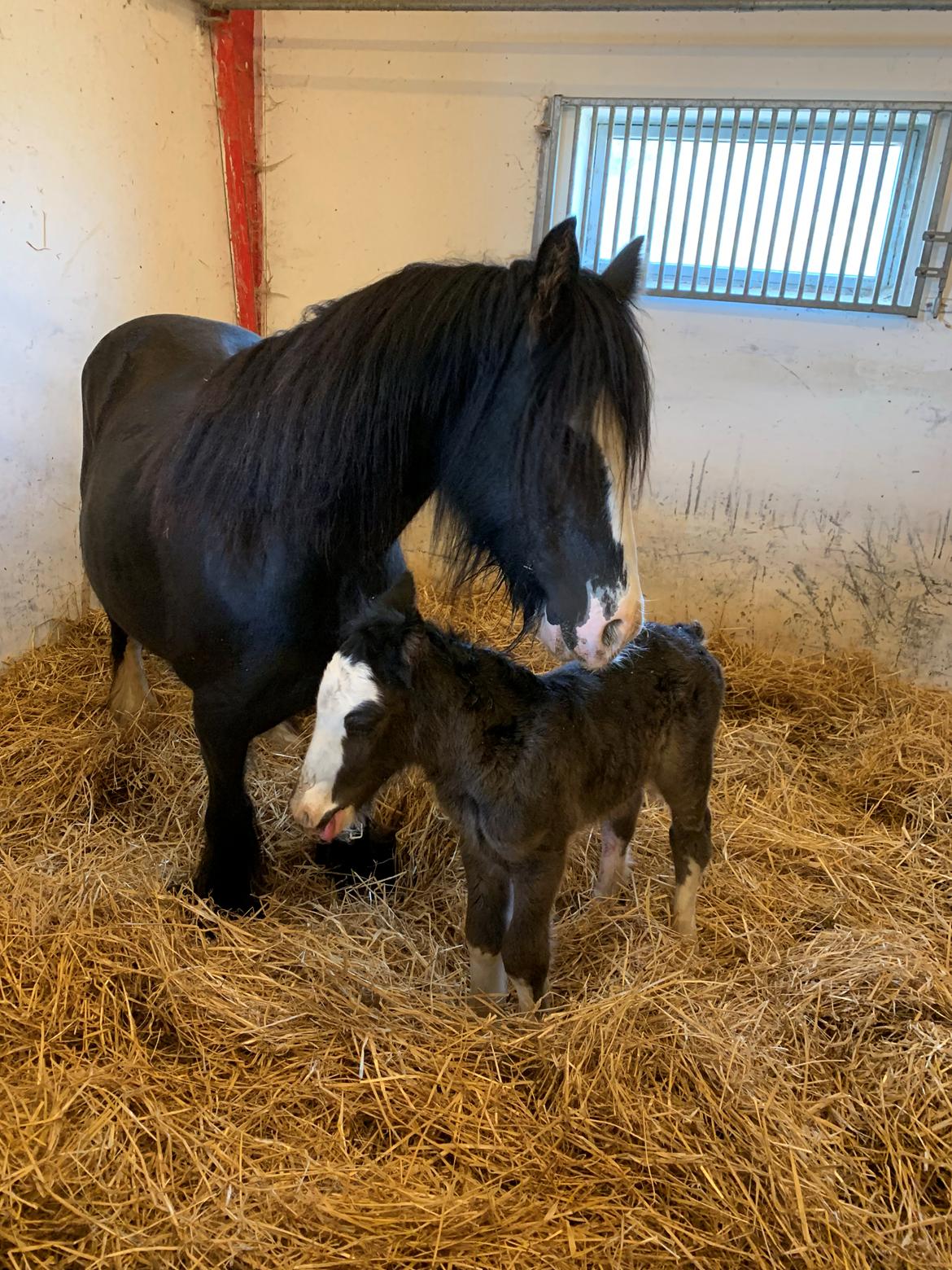 Irish Cob Lærkegaarden's Mr. Morgan * Solgt * billede 34