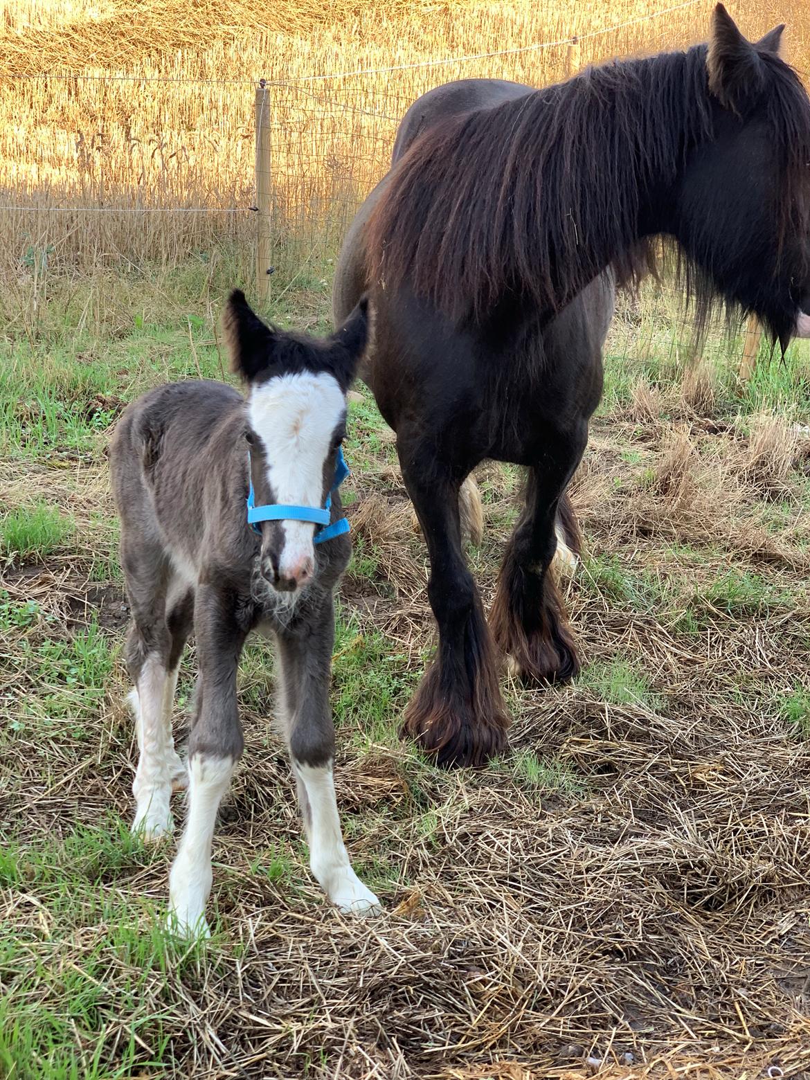 Irish Cob Lærkegaarden's Mr. Morgan * Solgt * billede 35