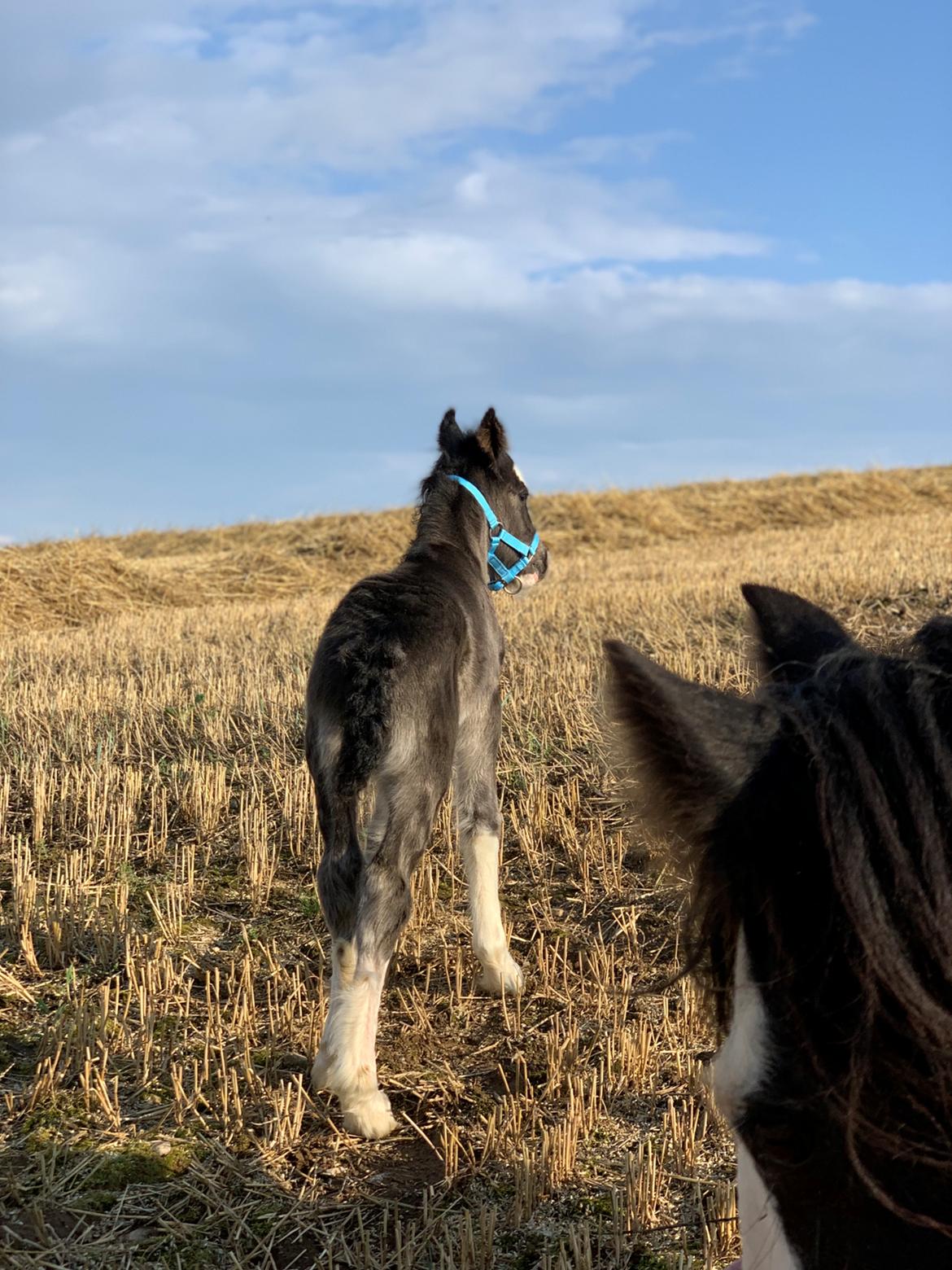 Irish Cob Lærkegaarden's Mr. Morgan * Solgt * billede 37