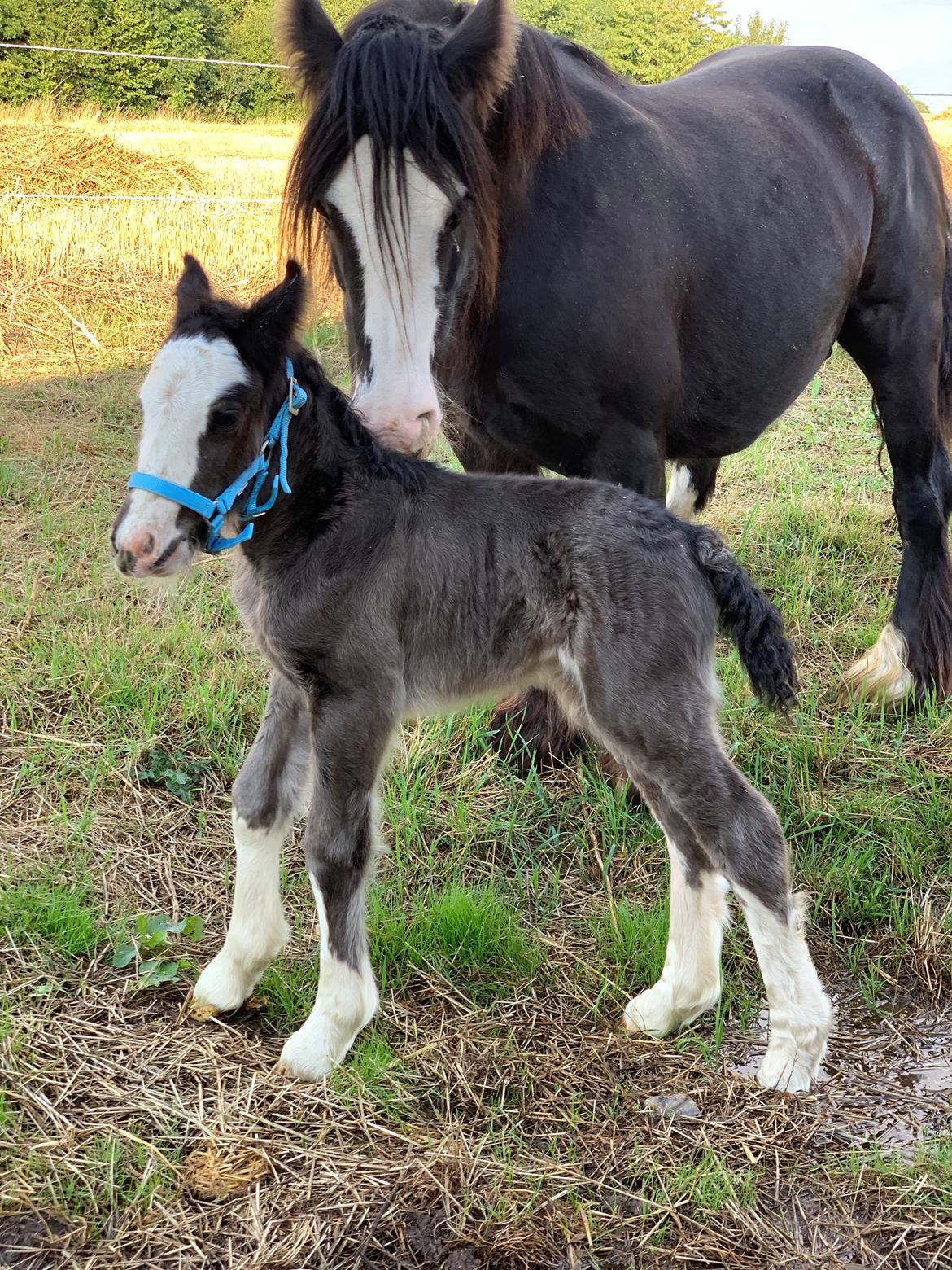 Irish Cob Lærkegaarden's Mr. Morgan * Solgt * billede 36