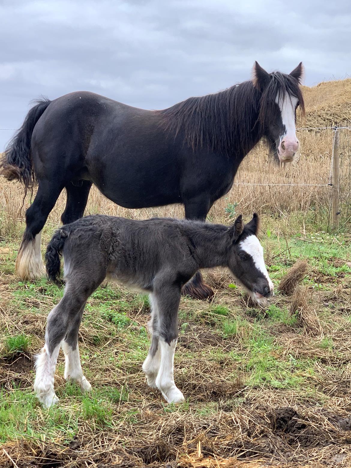 Irish Cob Lærkegaarden's Mr. Morgan * Solgt * billede 38