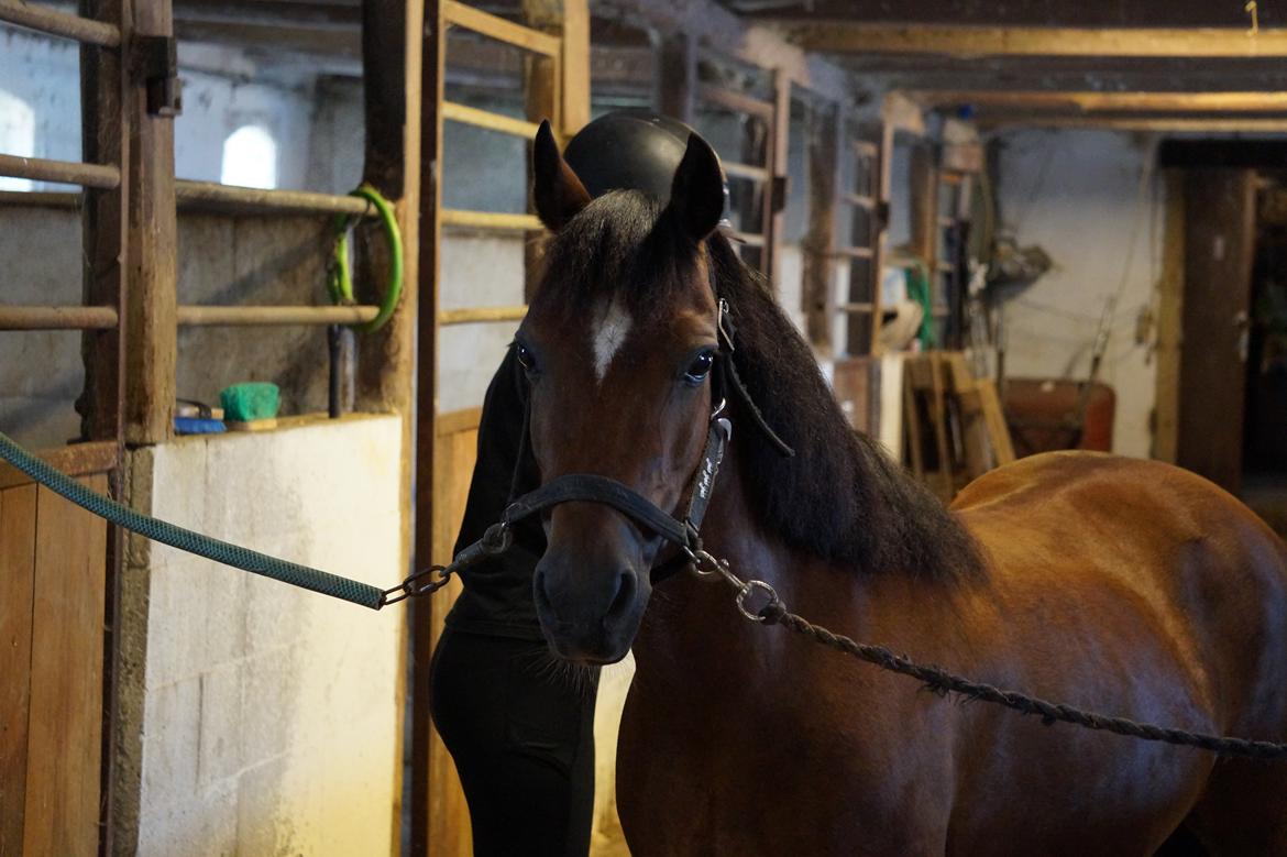 Welsh Pony af Cob-type (sec C) Gribsvads Dolly billede 4