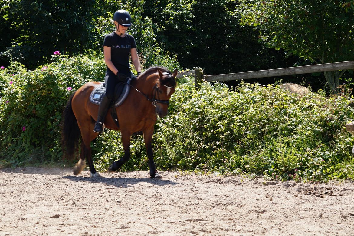 Welsh Pony af Cob-type (sec C) Gribsvads Dolly billede 5